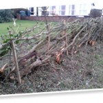 hedgelaying