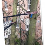 protectedtrees_cablebracing