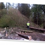 woodlandmanagement