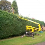 Hedge trimming