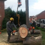 Pine tree removal