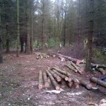 Clearance of section of trees to make way for a community planting area 1 (Small)