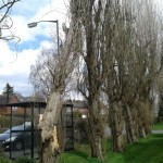 Fallen poplar next to bus shelter