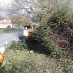 Fallen hedge from the weight of heavy snow - before
