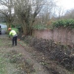 Fallen hedge from the weight of heavy snow - after.