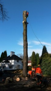 Large diseased beech tree removal - during 6 (Small)