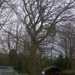 Large tree removal - sectional dismantle 1A (Small)