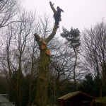 Large tree removal - sectional dismantle 1B (Small)