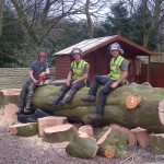 Large tree removal - sectional dismantle 1H (Small)