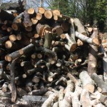 Logs for splitting 