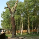 Oak - sectional felling 1 (Small)