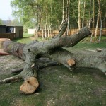 Oak - sectional felling