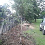Replanting - TPO tree replacement (Small)