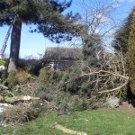 Storm damaged pine tree clear-up (Small)