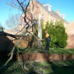Fallen tree clear-up