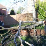 Storm damaged tree clear-up