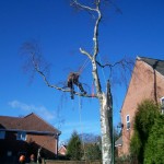 Fallen tree clear-up
