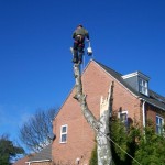 Fallen tree clear-up