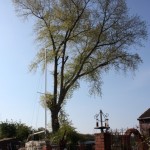 Large tree removal with a boat situated beneath