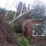 Windblown tree clear-up