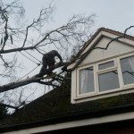 Tree fallen on house